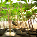 What is the Stance of Colorado Springs on Marijuana Legalization and Regulation?